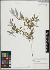 Foto von Salix alba L.